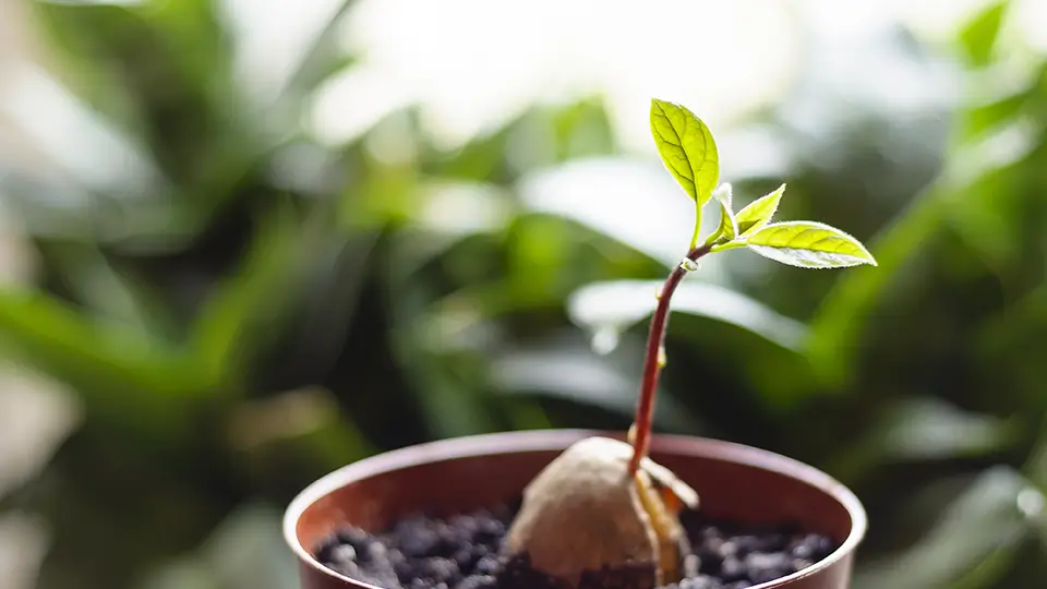 A young fresh avocado sprout with leaves grows from a seed in a pot. Selective focus.